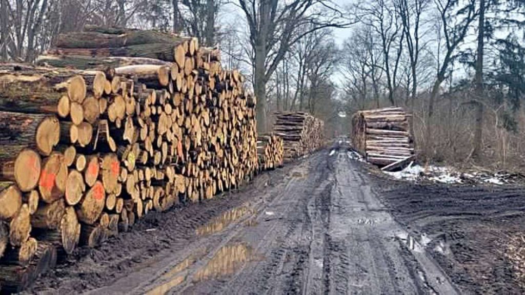 L’azienda taglia due ettari di bosco nel Salzwedeler Bürgerholz