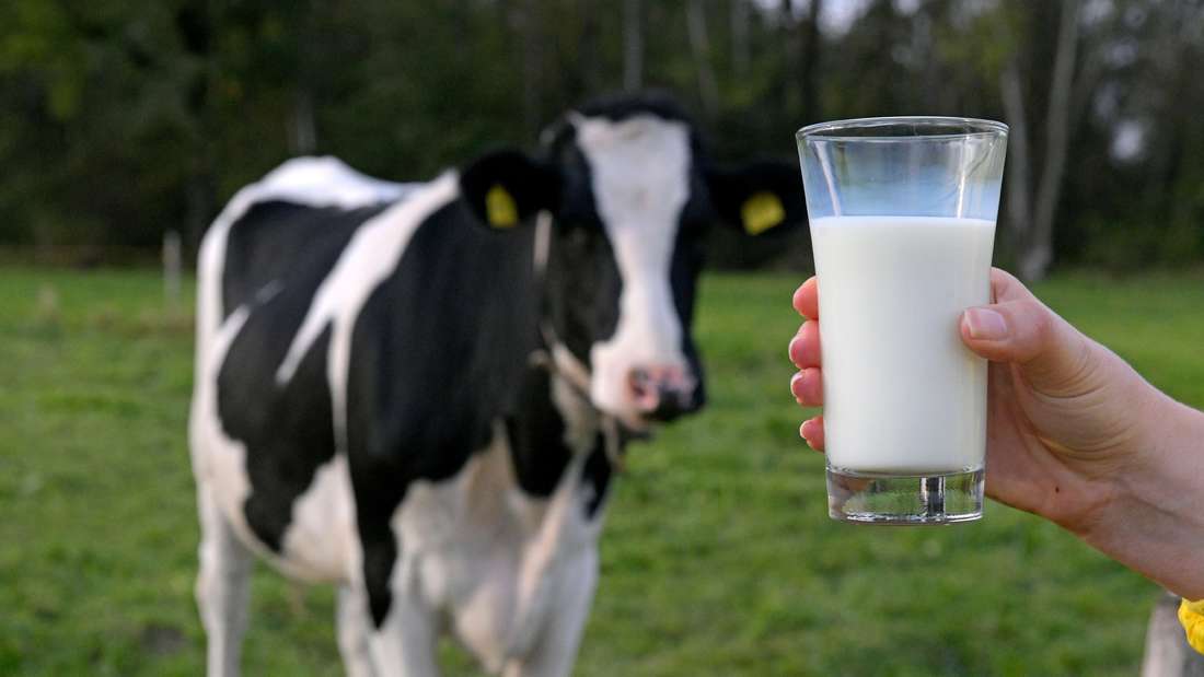 Una persona con in mano un bicchiere di latte in primo piano e una mucca sullo sfondo.